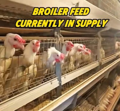 Broiler feed trenutno u ponudi