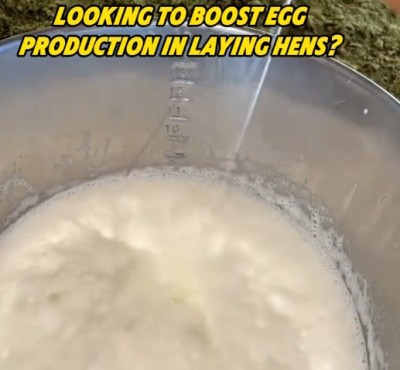 Тражите да повећате производњу јаја у пилићима?